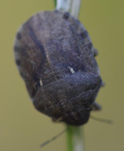 Eurygaster maura